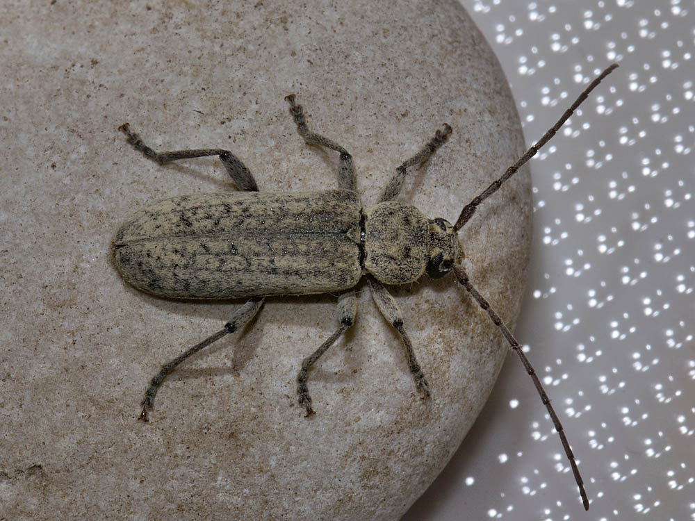 Trichoferus holosericeus?